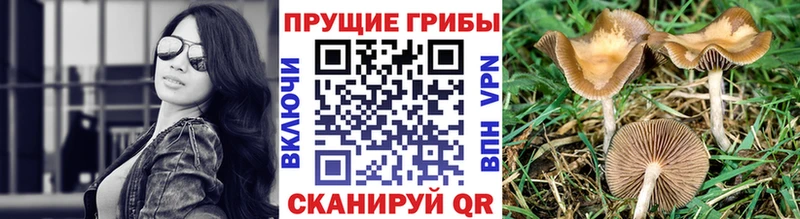 Галлюциногенные грибы Magic Shrooms  Городовиковск 